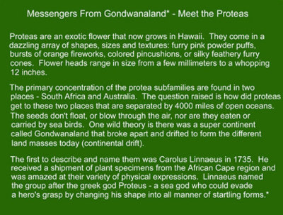01 - Messengers From Gondwanaland - Meet the Proteas
