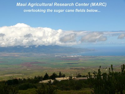 03- Maui Agricultural Research Center,  Hawaii