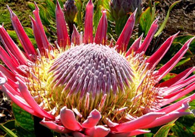 05- King Protea - Fully Open