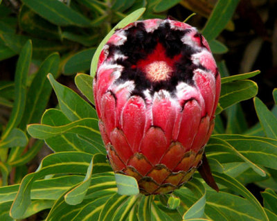 07- Pink Mink Protea (neriifolia)