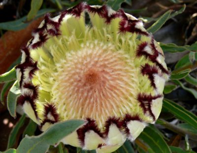 08- Yellow Mink Protea (neriifolia)