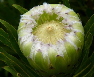 09- Apple Green Protea Protea (Cornata)
