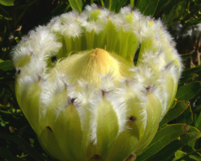 10- Apple Green Protea Protea (Coranata)