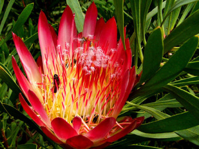 16- Protea Repens Sugarbush