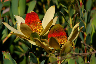 24- Foilage Protea - Leucadrons Sunshine Bush