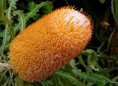 29- Banksias Orange Frost