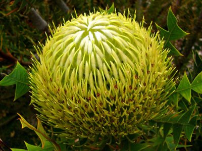 32- Banksias  Summer Lime