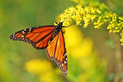 Butterfly on Goldenrod