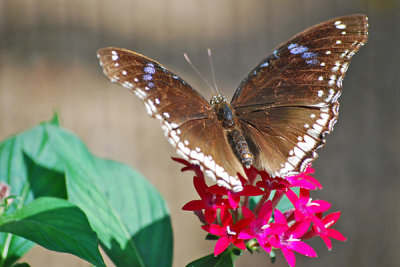 Butterfly on Penta