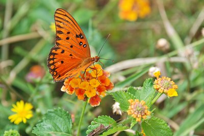 Butterfly on Lantana