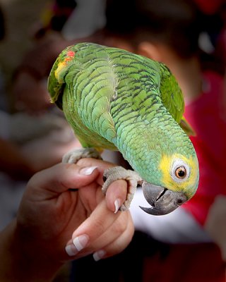 Part of Zoo Exhibit