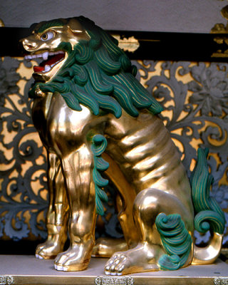 Temple Devil Dog