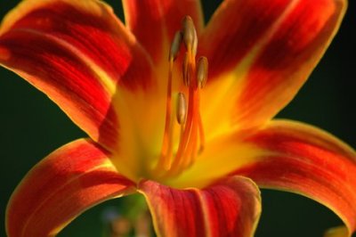 Blaze of Beauty