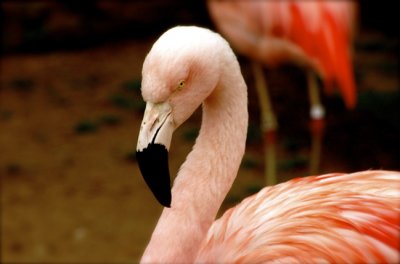 Flirtatious Flamingo