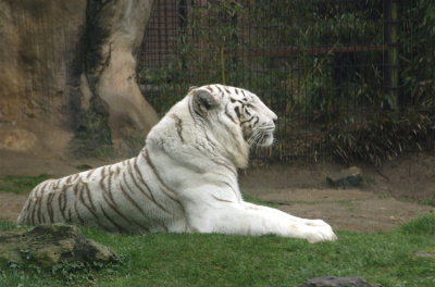 Mr. Majestic