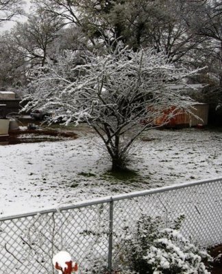 03-01-09 Snow in Montgomery 3.jpg