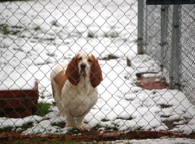 03-01-09 Tucker in Snow in Montgomery 7.jpg