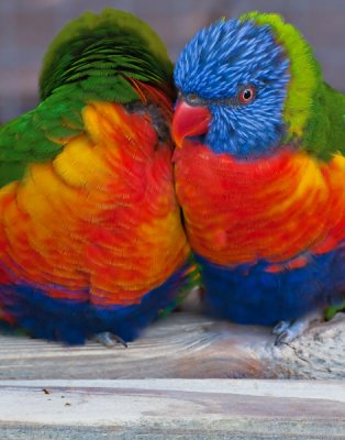Feathered Valentines