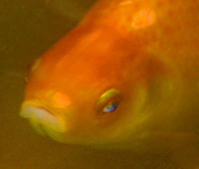On Golden Pond