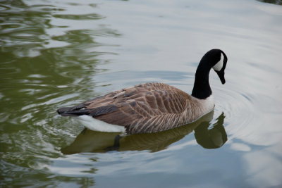 Reflections-of-a-Goose.jpg