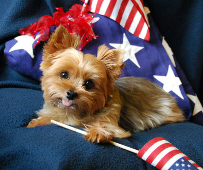 'Patriotic Pup'