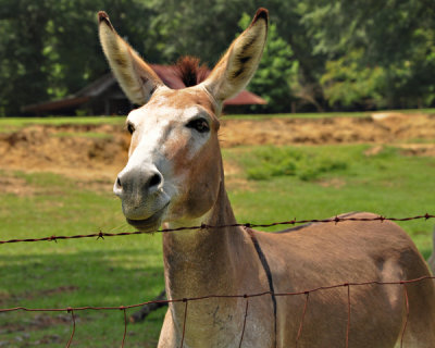 Donkeys & Other Animals