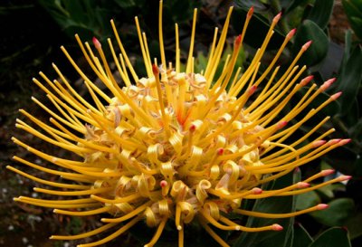 Sunburst Protea