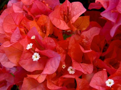 Bougainvilleas