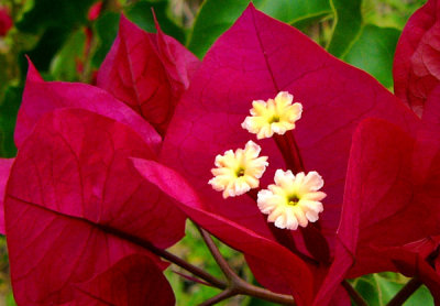 Bougainvilleas