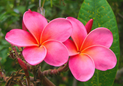 Plumeria, Melia, or Frangipani