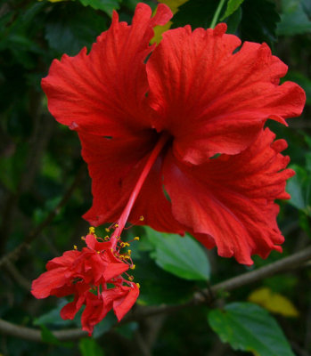 Hibiscus