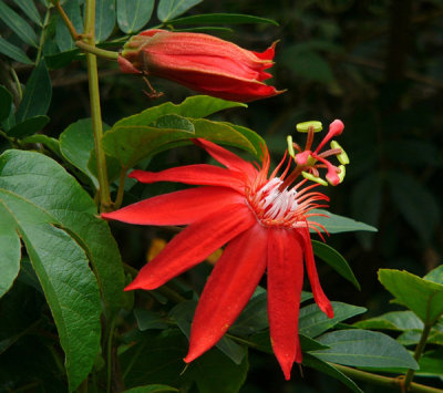Red Passion Flower