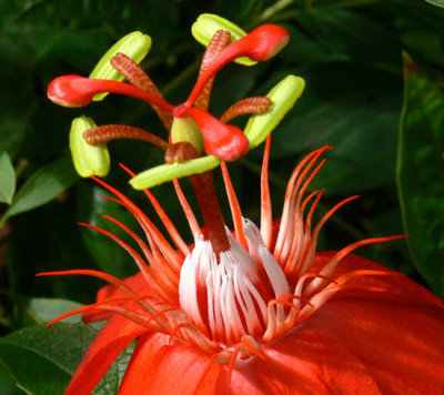 Red Passion Flower