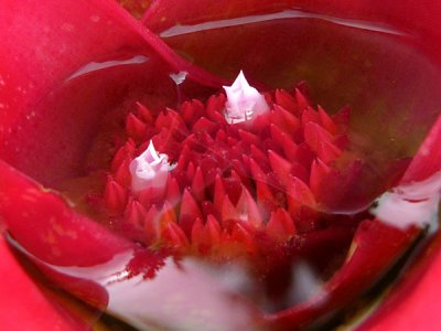Flowering Bromeliad