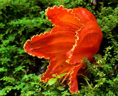An African Tulip tree flower on the ground..