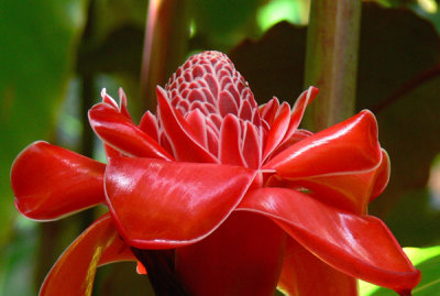 Torch Ginger (Phaeomeria magnifica - Roscoe)