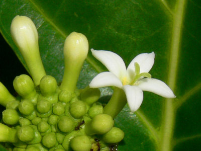 Flower of the Noni plant..