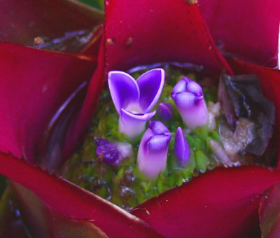 Flowering Bromeliad