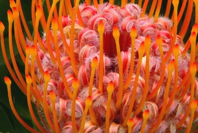 Pincushion Protea