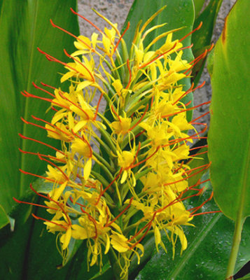 Kahili Ginger (Hedychium gardnerianum - Roscoe)