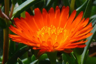 Ice Plant