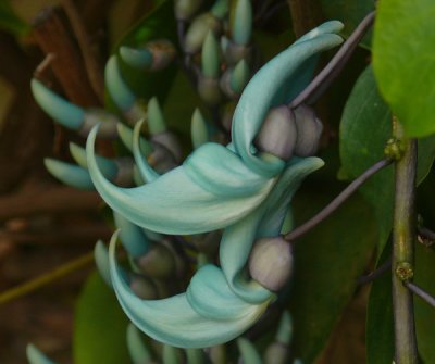 Jade Vine