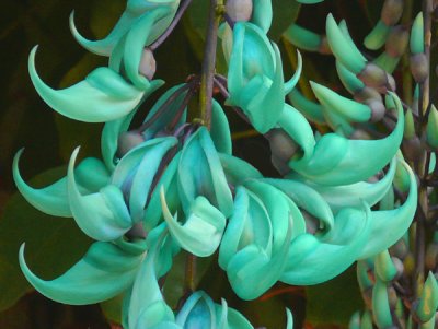 Jade Vine