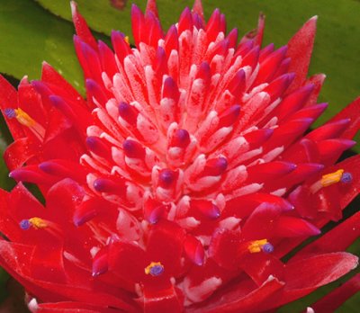 Pineapple Lily (Billbergia thyrsoidea - Martius)