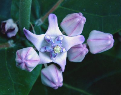 Crown Flower/Giant Indian Milkweed