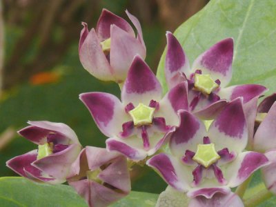 Crown Flower