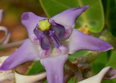 Crown Flower / Giant Indian Milkweed
