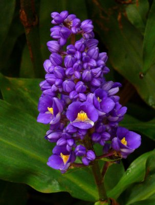 Blue Ginger