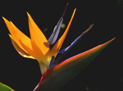 Bird of Paradise