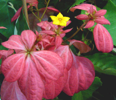 Summer Poinsettia (Mussaenda)